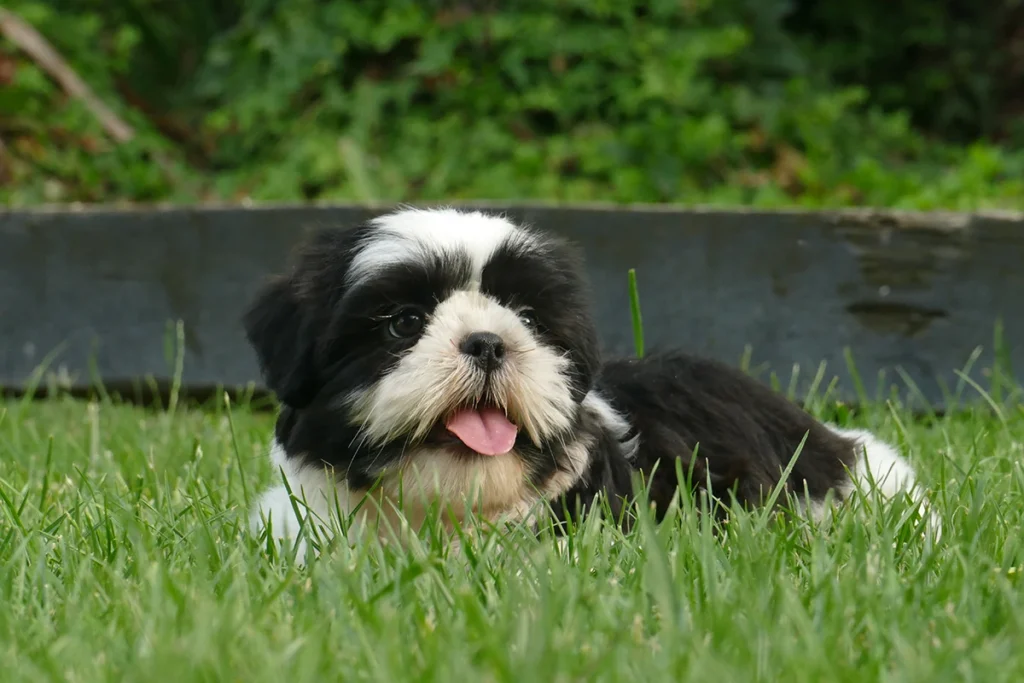 Shih-Tzu