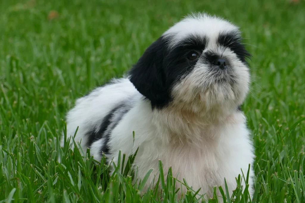 Shih-Tzu