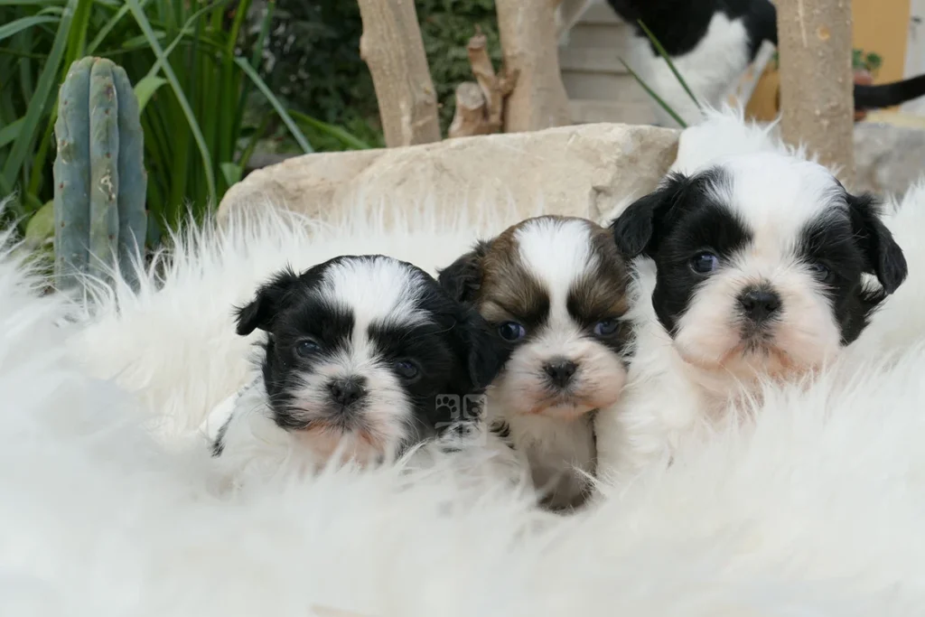 Shih-Tzu