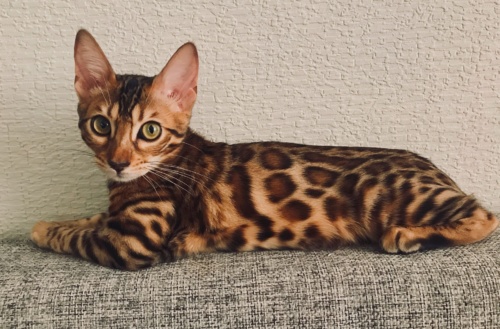 Loyal Puppy - Bengalí