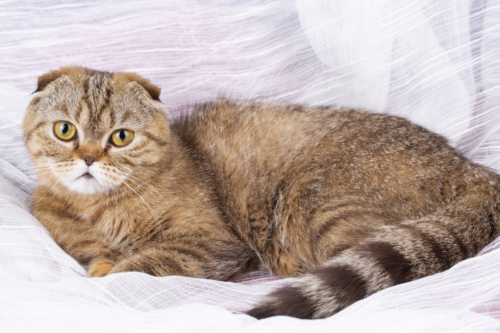 Loyal Puppy - Scottish Fold / Straight