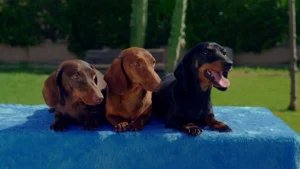 Teckel (Dachshund)