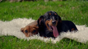 Teckel (Dachshund)