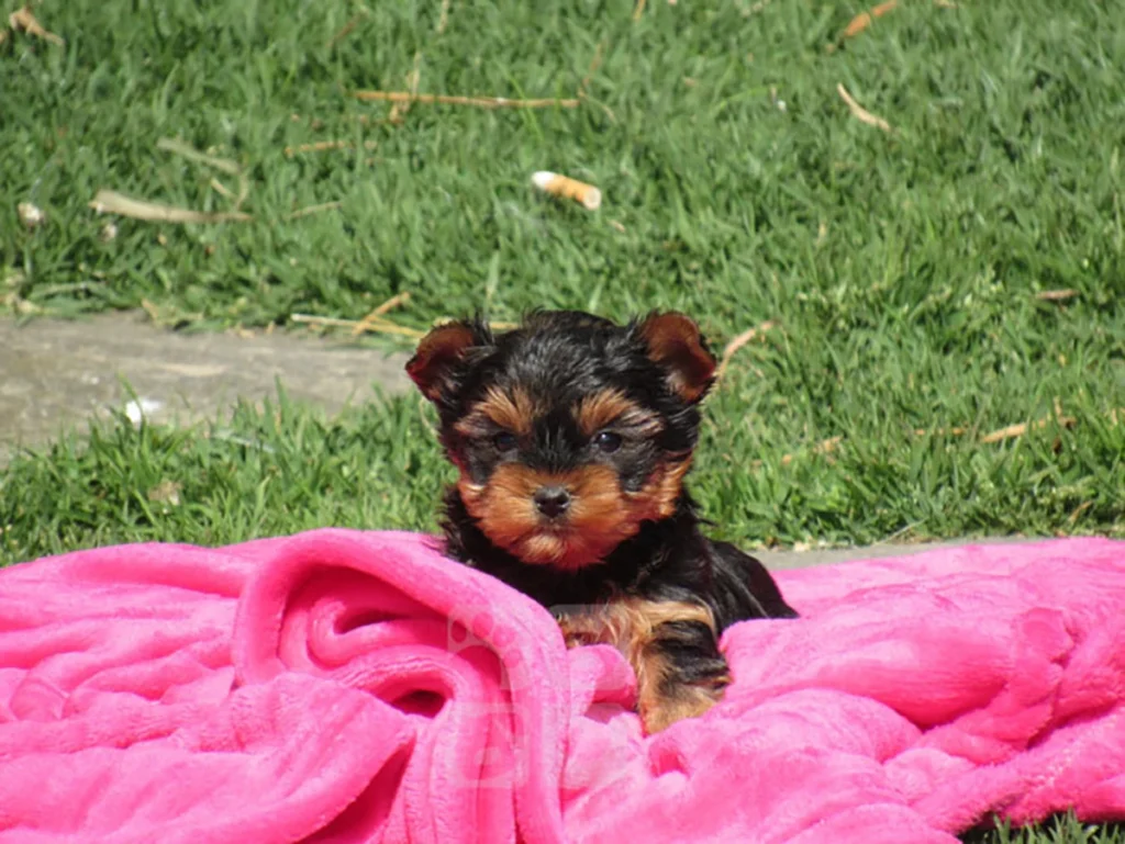 Yorkshire Terrier