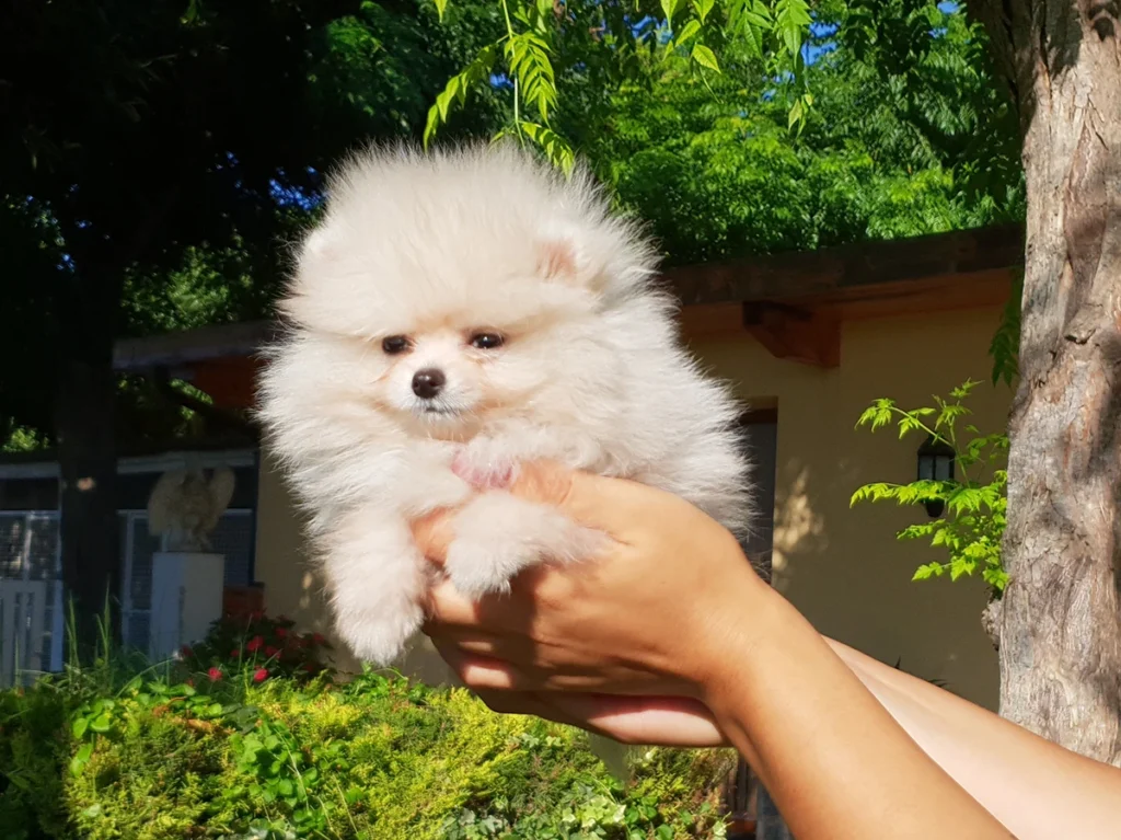 Pomerania Toy
