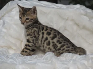 Bengalí