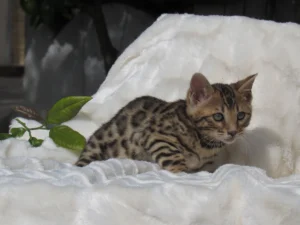 Bengalí