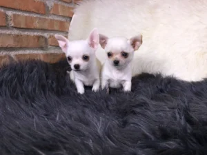 Chihuahua Toy