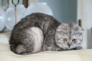 Scottish Fold / Straight