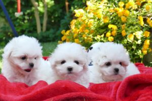 Bichón Maltés Toy