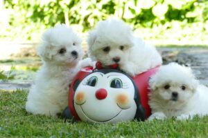 Bichón Maltés Toy