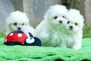 Bichón Maltés Toy