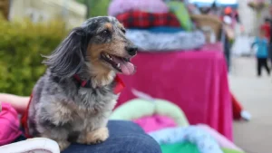 teckel pelo largo arlequín dachshund
