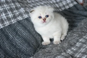 kitten scottish-fold