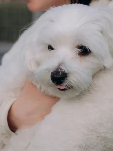 Bichón maltés