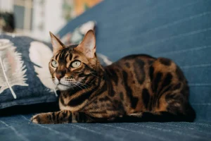 Gato Bengalí