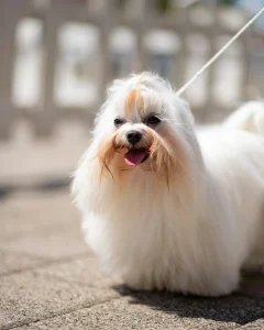 Bichón maltés pelo largo