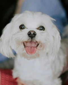 Bichón maltés 2