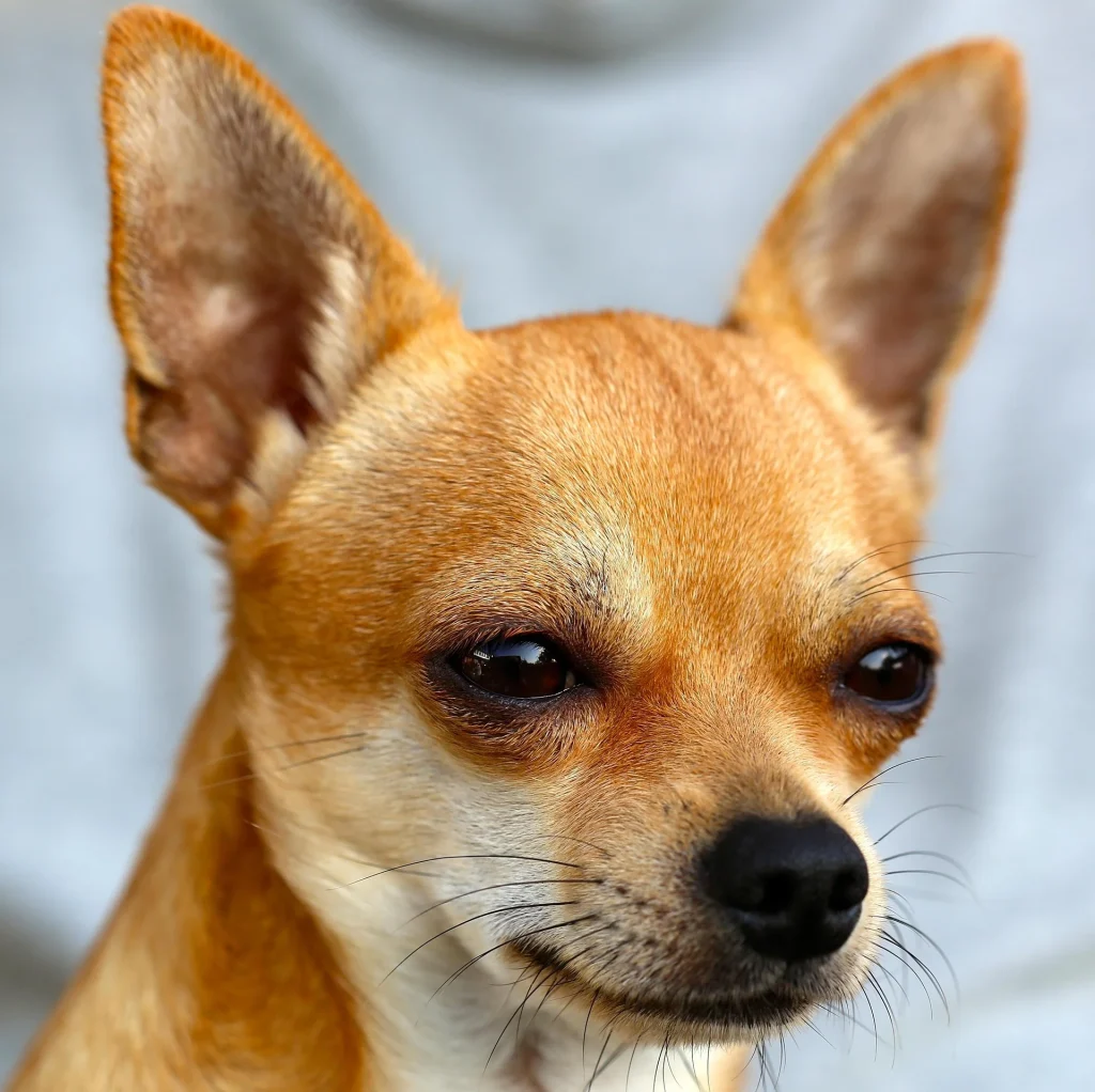 chihuahua cabeza de ciervo