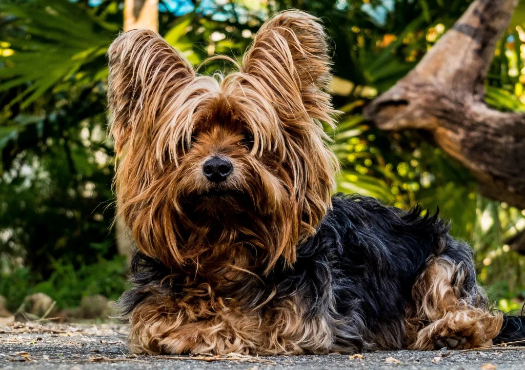 yorkshire terrier con pelo largo