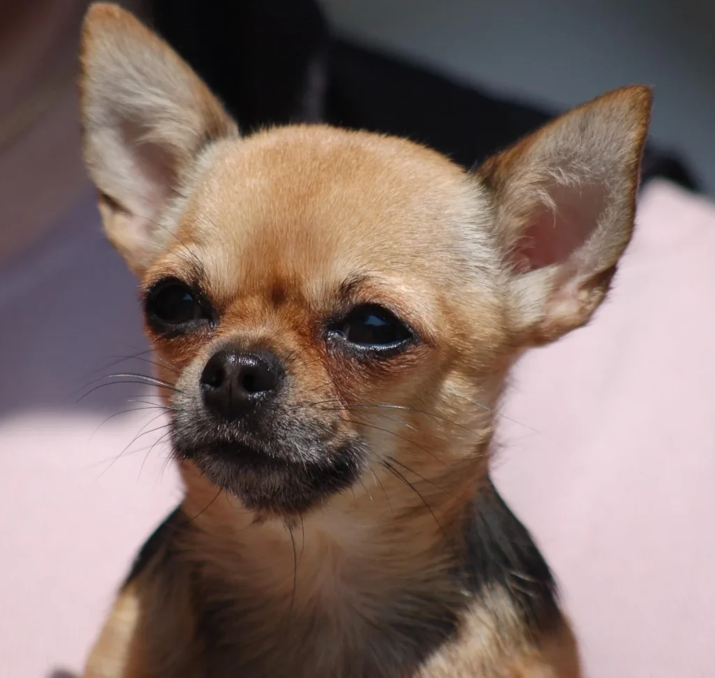 chihuahua cabeza de manzana