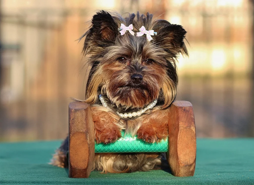 yorkshire-terrier cachorro