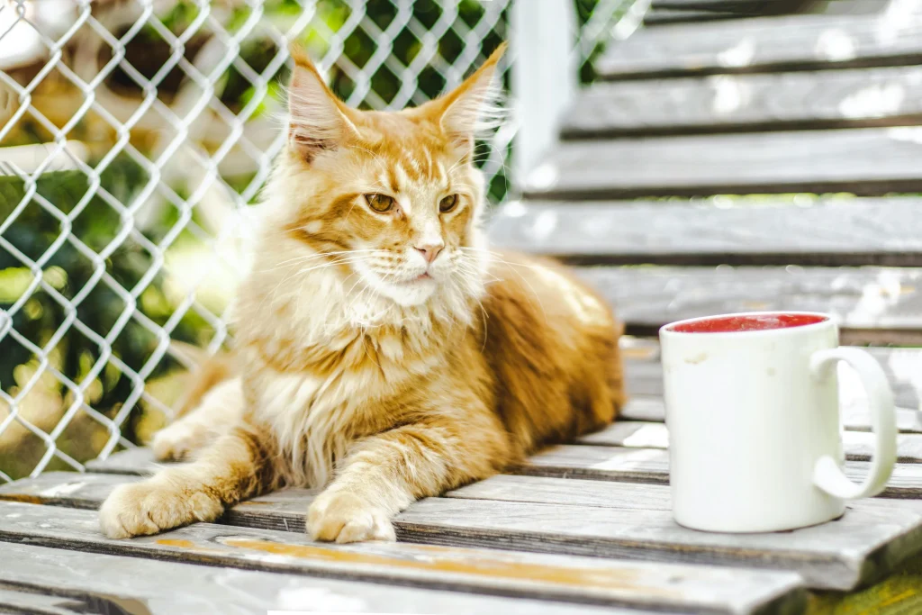 Maine Coon - Tomando el sol