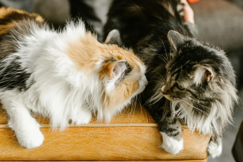 Maine Coon - Diferentes colores