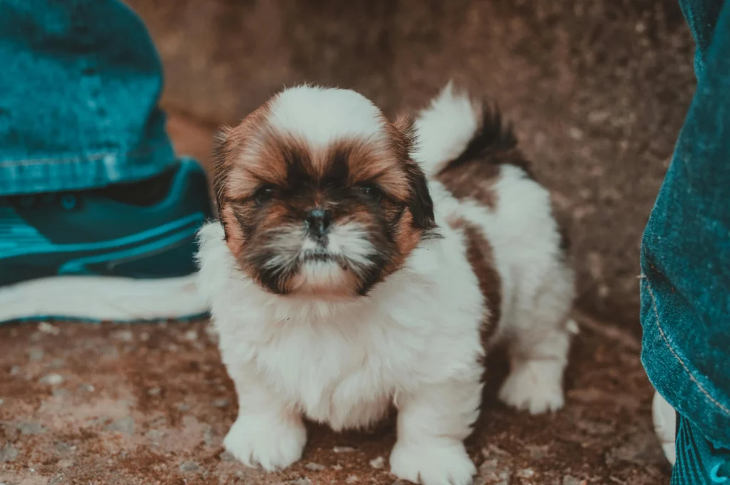 Shih tzu - Loyal puppy-1