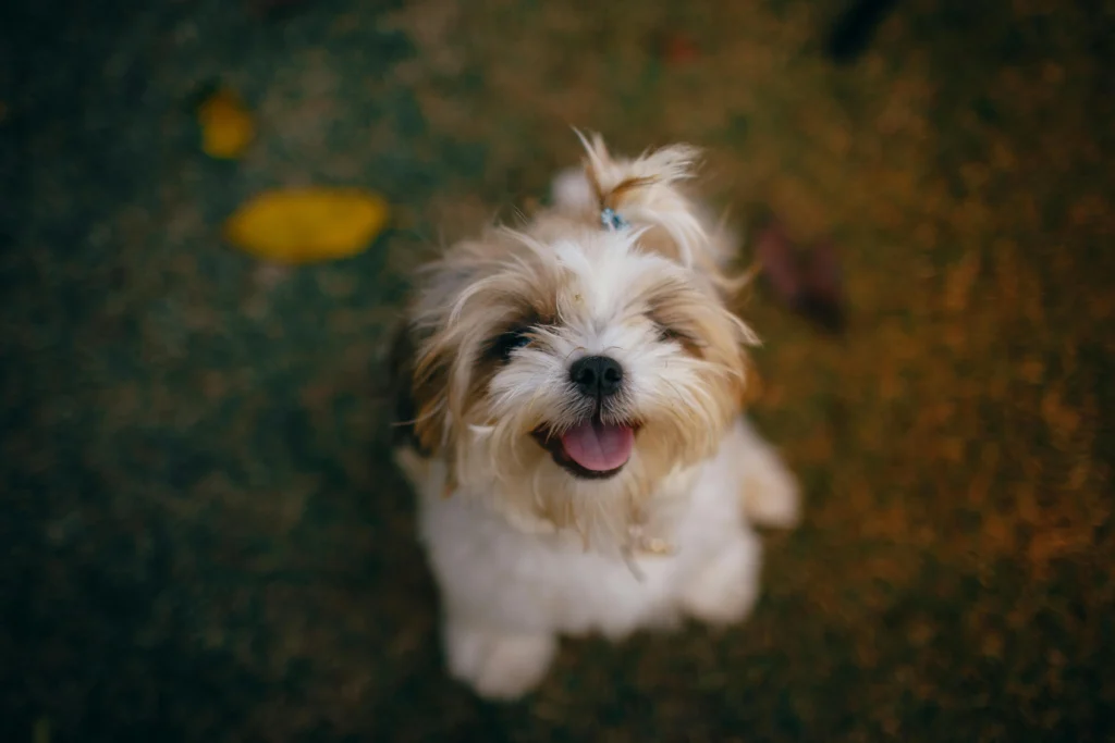 Shih tzu - Loyal puppy