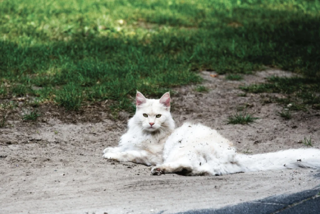 Maine coon color blanco