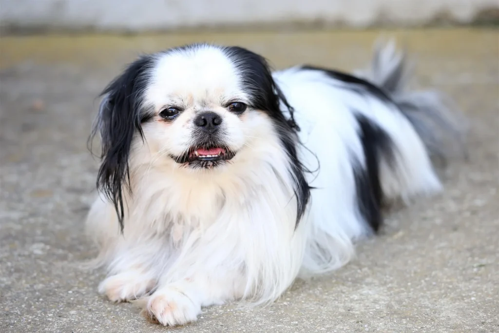 Japanese chin