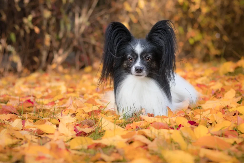 Perro raza papillon